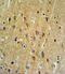 EH Domain Containing 3 antibody, LS-C167668, Lifespan Biosciences, Immunohistochemistry frozen image 