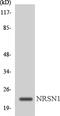 Mitochondrial Ribosomal Protein L22 antibody, LS-C200216, Lifespan Biosciences, Western Blot image 