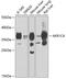 Aldo-Keto Reductase Family 1 Member C4 antibody, GTX64564, GeneTex, Western Blot image 