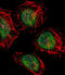 CCR4-NOT Transcription Complex Subunit 7 antibody, abx026091, Abbexa, Immunocytochemistry image 