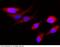 Cystatin S antibody, 11542-R006, Sino Biological, Immunohistochemistry paraffin image 