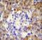 Peroxiredoxin 4 antibody, LS-C162128, Lifespan Biosciences, Immunohistochemistry paraffin image 