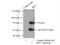 Interferon Regulatory Factor 7 antibody, 22392-1-AP, Proteintech Group, Immunoprecipitation image 