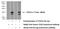 Trafficking Regulator Of GLUT4 (SLC2A4) 1 antibody, 21556-1-AP, Proteintech Group, Western Blot image 