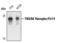 TNF Receptor Superfamily Member 12A antibody, PA5-17467, Invitrogen Antibodies, Western Blot image 