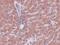 Jumonji domain-containing protein 5 antibody, A08840, Boster Biological Technology, Immunohistochemistry frozen image 
