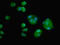 Anti-Mullerian Hormone antibody, LS-C370760, Lifespan Biosciences, Immunofluorescence image 