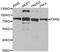 Poly(A)-Specific Ribonuclease antibody, STJ29021, St John