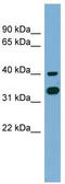 GPN-Loop GTPase 2 antibody, TA344932, Origene, Western Blot image 