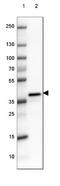 Developmental Pluripotency Associated 4 antibody, NBP2-48634, Novus Biologicals, Western Blot image 