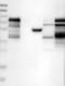 Hematopoietic Cell-Specific Lyn Substrate 1 antibody, NBP1-85380, Novus Biologicals, Western Blot image 