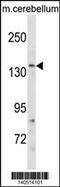 Glutamate Ionotropic Receptor NMDA Type Subunit 2C antibody, 60-708, ProSci, Western Blot image 