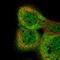 ERI1 Exoribonuclease Family Member 3 antibody, NBP2-48591, Novus Biologicals, Immunofluorescence image 