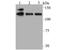 Ubiquitin Specific Peptidase 28 antibody, NBP2-76973, Novus Biologicals, Western Blot image 