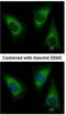 Lysyl-TRNA Synthetase antibody, NBP1-32063, Novus Biologicals, Immunocytochemistry image 