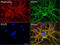 Peripherin antibody, LS-C796955, Lifespan Biosciences, Immunofluorescence image 