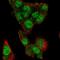 MLX Interacting Protein Like antibody, HPA064640, Atlas Antibodies, Immunofluorescence image 