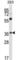 Neuroplastin antibody, abx027055, Abbexa, Western Blot image 