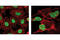 POU Class 5 Homeobox 1 antibody, 2840P, Cell Signaling Technology, Immunofluorescence image 