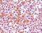 Synuclein Alpha antibody, NB110-89444, Novus Biologicals, Immunohistochemistry frozen image 
