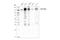 Protein Tyrosine Kinase 7 (Inactive) antibody, 25618S, Cell Signaling Technology, Western Blot image 