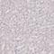 MINDY Lysine 48 Deubiquitinase 2 antibody, NBP2-14724, Novus Biologicals, Immunohistochemistry paraffin image 