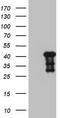 Myozenin 1 antibody, TA808910, Origene, Western Blot image 