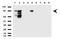 Cell surface glycoprotein MUC18 antibody, UM870052, Origene, Western Blot image 