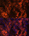 Betaine--Homocysteine S-Methyltransferase antibody, 14-286, ProSci, Immunofluorescence image 