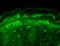 Potassium Calcium-Activated Channel Subfamily M Regulatory Beta Subunit 2 antibody, SMC-331D-A680, StressMarq, Immunohistochemistry frozen image 