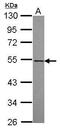 RasGEF Domain Family Member 1A antibody, GTX119891, GeneTex, Western Blot image 