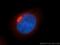 USO1 Vesicle Transport Factor antibody, 13509-1-AP, Proteintech Group, Immunofluorescence image 