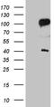 Transcription Factor 12 antibody, CF809695, Origene, Western Blot image 