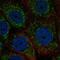 Zinc Finger HIT-Type Containing 3 antibody, NBP2-57131, Novus Biologicals, Immunofluorescence image 