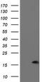 P53 And DNA Damage Regulated 1 antibody, TA504411, Origene, Western Blot image 