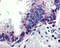 CD256 antibody, 2415, ProSci, Immunohistochemistry paraffin image 