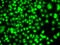 ETS Proto-Oncogene 2, Transcription Factor antibody, LS-C349058, Lifespan Biosciences, Immunofluorescence image 