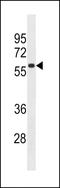 TBK1 Binding Protein 1 antibody, LS-C157937, Lifespan Biosciences, Western Blot image 