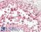 Geminin DNA Replication Inhibitor antibody, LS-B13669, Lifespan Biosciences, Immunohistochemistry paraffin image 