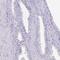 Cilia And Flagella Associated Protein 73 antibody, HPA048539, Atlas Antibodies, Immunohistochemistry frozen image 