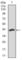 Paired Box 5 antibody, abx015954, Abbexa, Western Blot image 