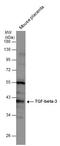 Transforming Growth Factor Beta 3 antibody, GTX111296, GeneTex, Western Blot image 