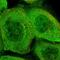 Pleckstrin Homology Like Domain Family B Member 3 antibody, HPA043425, Atlas Antibodies, Immunofluorescence image 