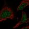 Peroxisome Proliferator Activated Receptor Alpha antibody, HPA067049, Atlas Antibodies, Immunofluorescence image 
