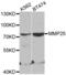 Matrix Metallopeptidase 25 antibody, abx002193, Abbexa, Western Blot image 