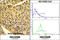 Erythrocyte Membrane Protein Band 4.1 Like 4B antibody, 62-500, ProSci, Immunohistochemistry paraffin image 