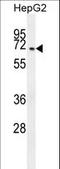 CFAP45 antibody, LS-C168409, Lifespan Biosciences, Western Blot image 