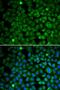 Nucleoporin 62 antibody, LS-C332119, Lifespan Biosciences, Immunofluorescence image 