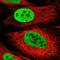 Serrate, RNA Effector Molecule antibody, HPA042858, Atlas Antibodies, Immunofluorescence image 