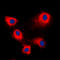 ADP Ribosylation Factor Interacting Protein 1 antibody, LS-C354166, Lifespan Biosciences, Immunofluorescence image 